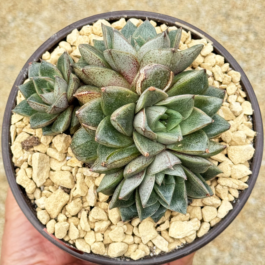 Urbinia Purpusii - Echeveria purpusorum Cluster