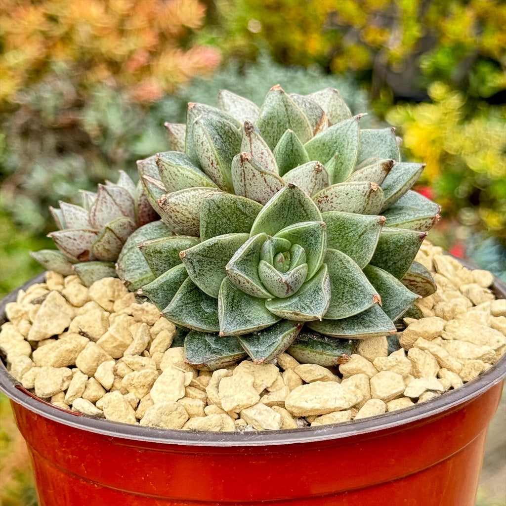 Urbinia Purpusii - Echeveria purpusorum Cluster