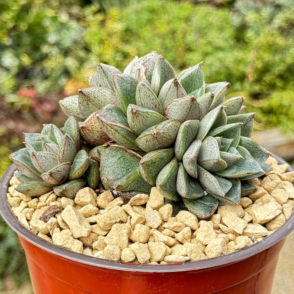 Urbinia Purpusii - Echeveria purpusorum Cluster