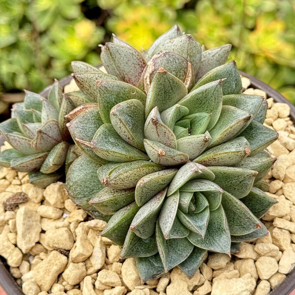 Urbinia Purpusii - Echeveria purpusorum Cluster