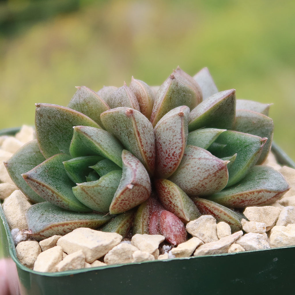 Urbinia Purpusii - Echeveria purpusorum Cluster
