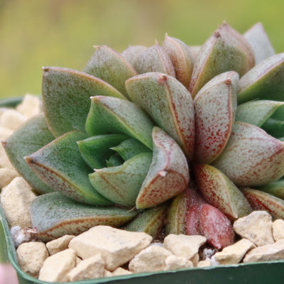 rare succulent plants Urbinia Purpusii