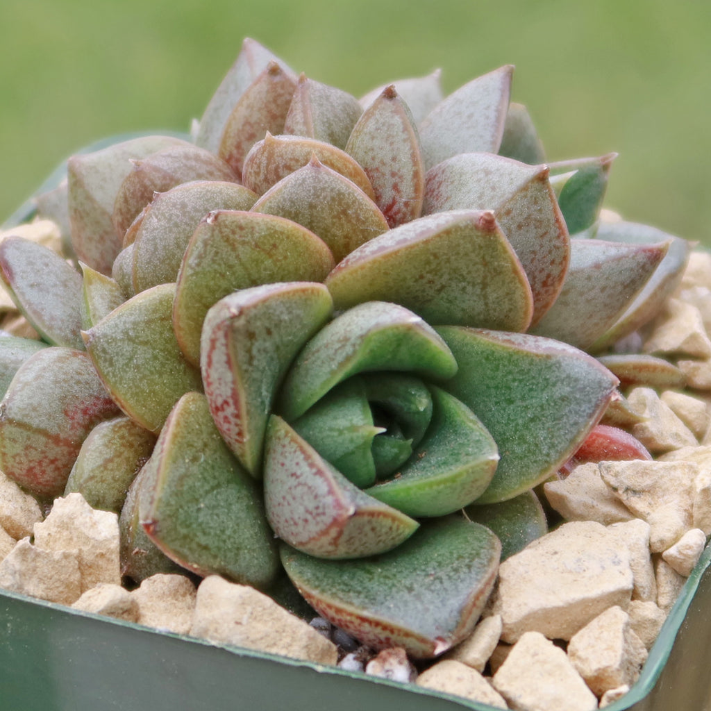 Urbinia Purpusii - Echeveria purpusorum Cluster