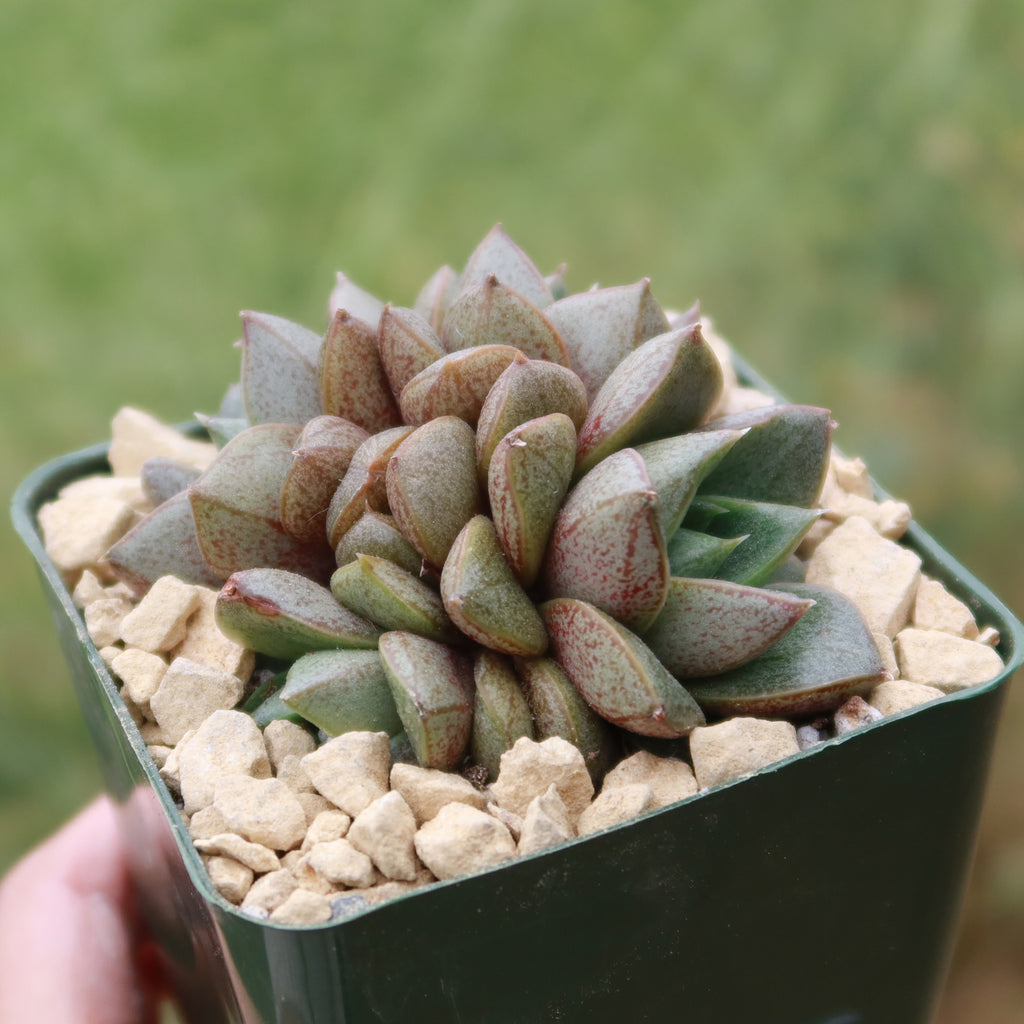 Urbinia Purpusii - Echeveria purpusorum Cluster