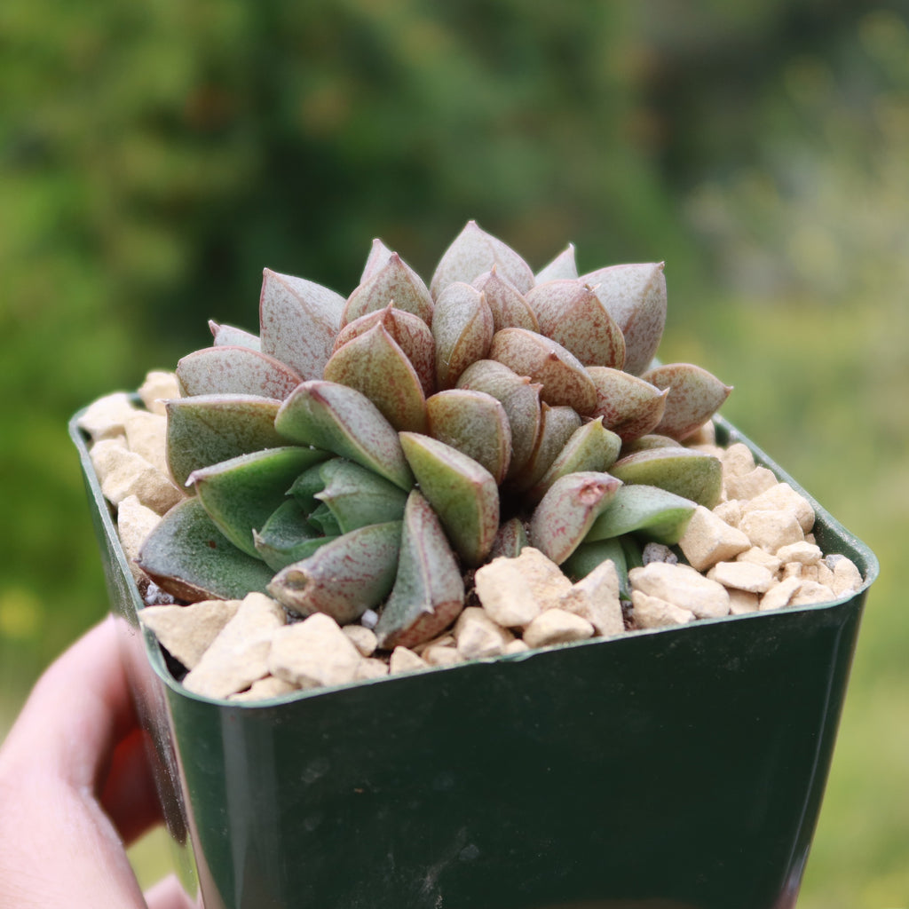 Urbinia Purpusii - Echeveria purpusorum Cluster