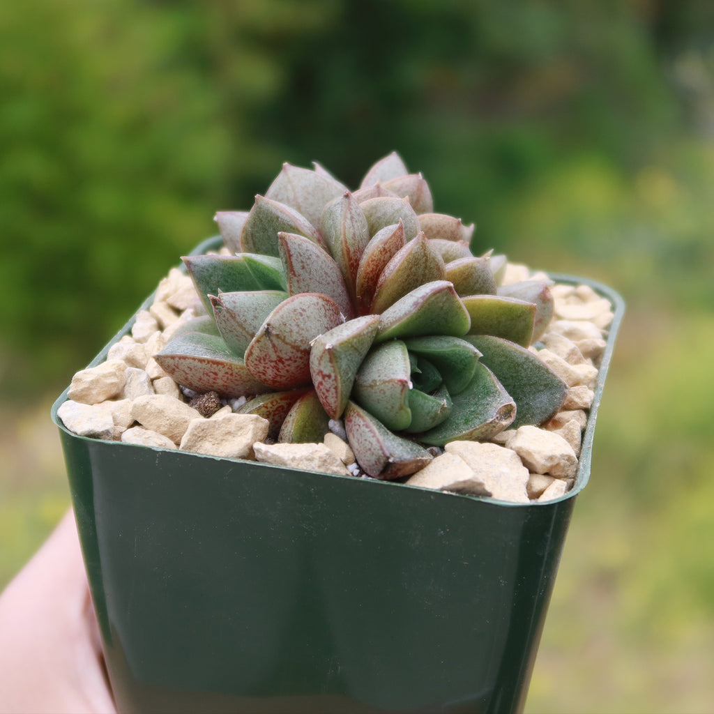 Urbinia Purpusii - Echeveria purpusorum Cluster