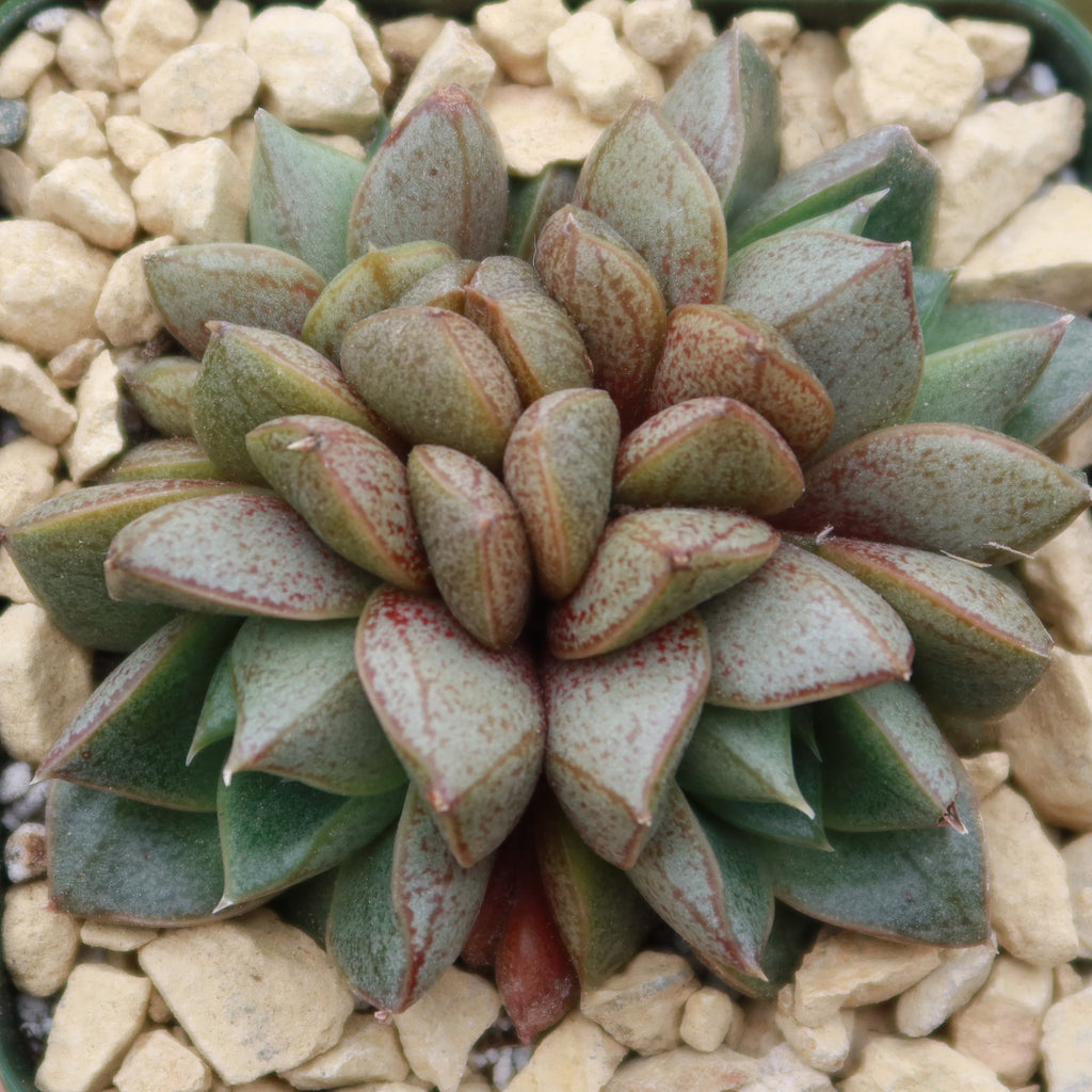 Urbinia Purpusii - Echeveria purpusorum Cluster