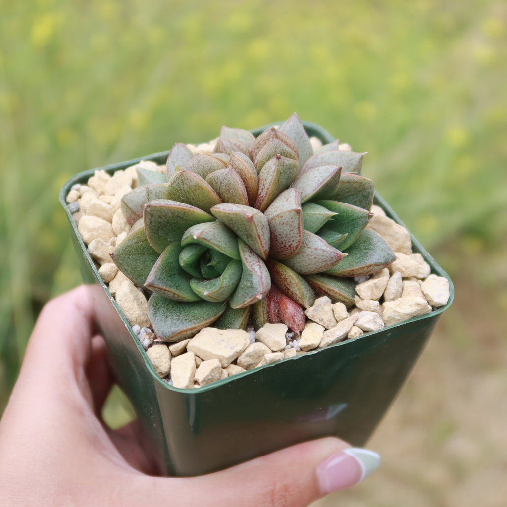 Urbinia Purpusii - Echeveria purpusorum Cluster