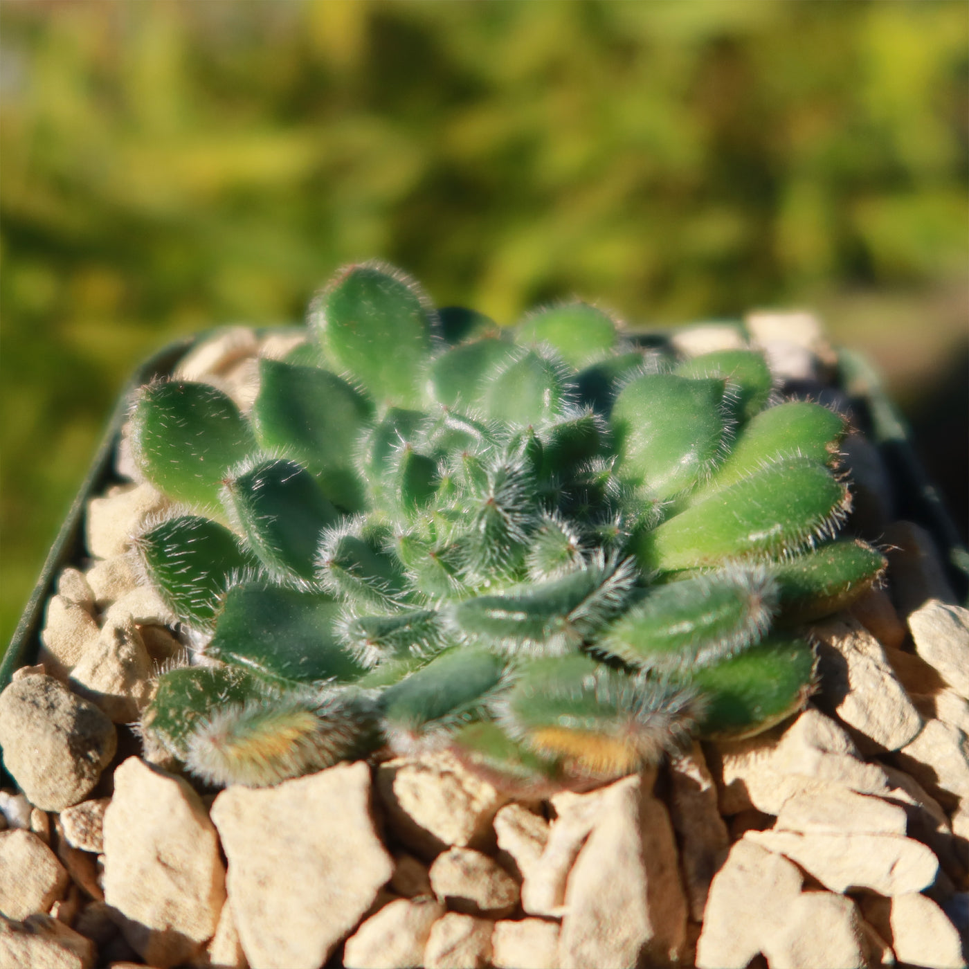 fuzzy green succulent Buy the cute and fuzzy Echeveria Setosa from Planet Desert today