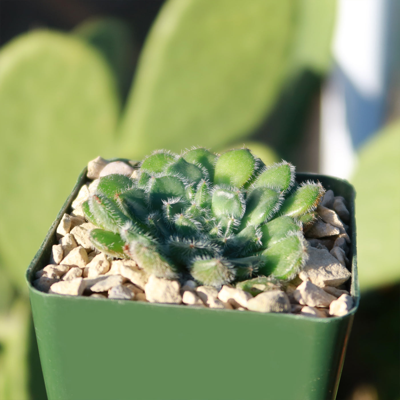 small fuzzy succulent Buy the cute and fuzzy Echeveria Setosa from Planet Desert today