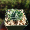 Echeveria setosa