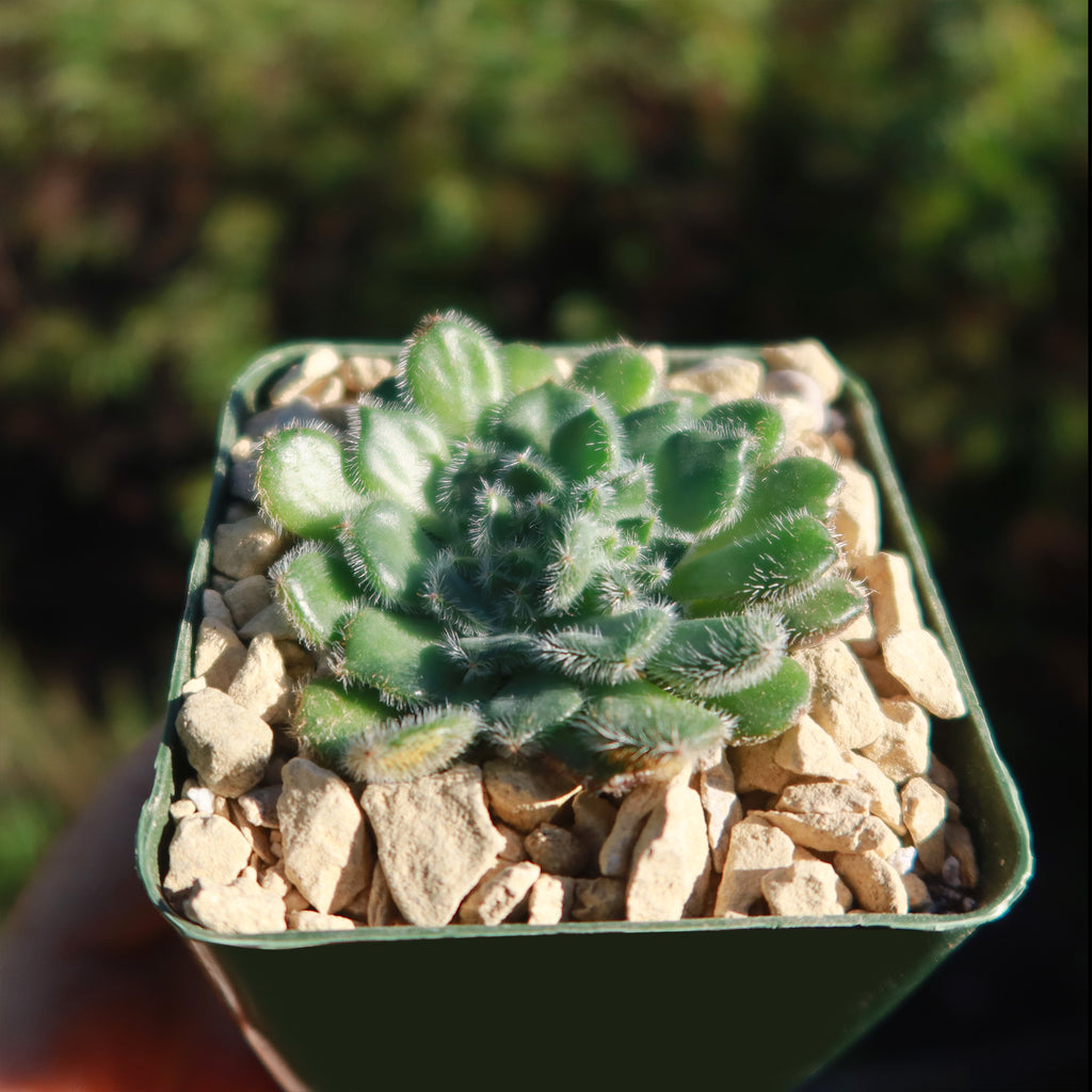 Echeveria setosa