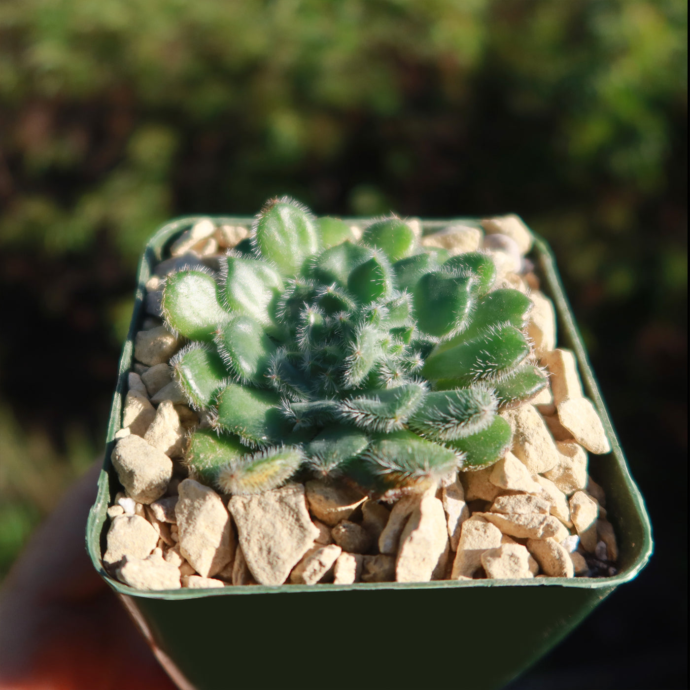 tall succulent with fuzzy leaves Buy the cute and fuzzy Echeveria Setosa from Planet Desert today