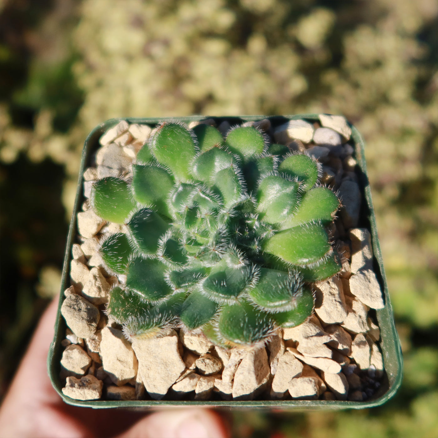 green fuzzy succulent Buy the cute and fuzzy Echeveria Setosa from Planet Desert today