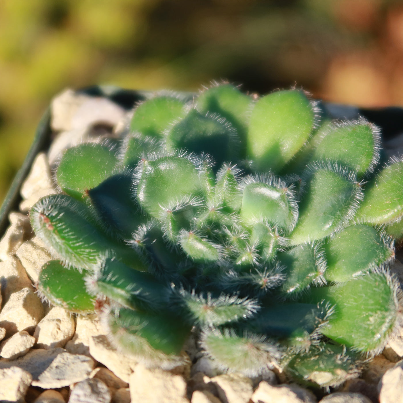mexican succulent plant Buy the cute and fuzzy Echeveria Setosa from Planet Desert today