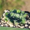 Echeveria setosa