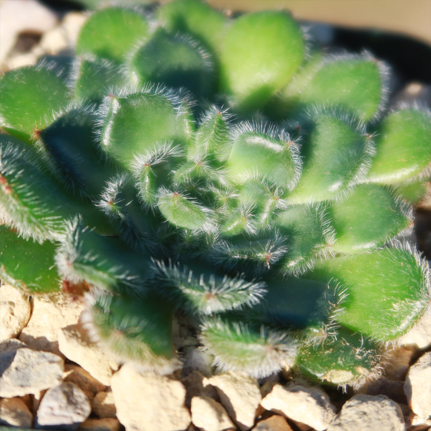 setosa succulent Buy the cute and fuzzy Echeveria Setosa from Planet Desert today