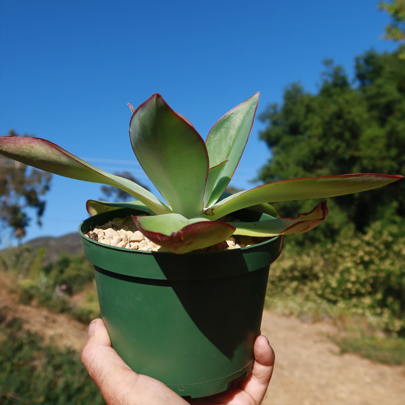 succulent fire and ice Premium Quality Echeveria Subrigida 'Fire and Ice'