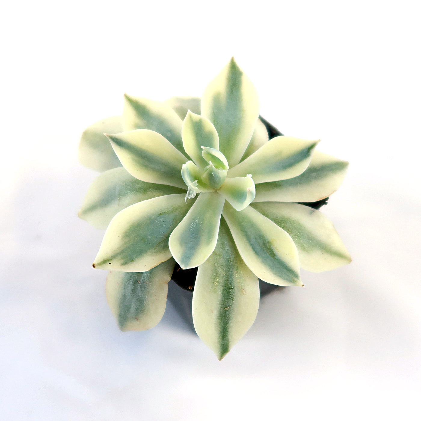 Shop 'Echeveria subsessilis variegata' For Care & Info | Planet Desert