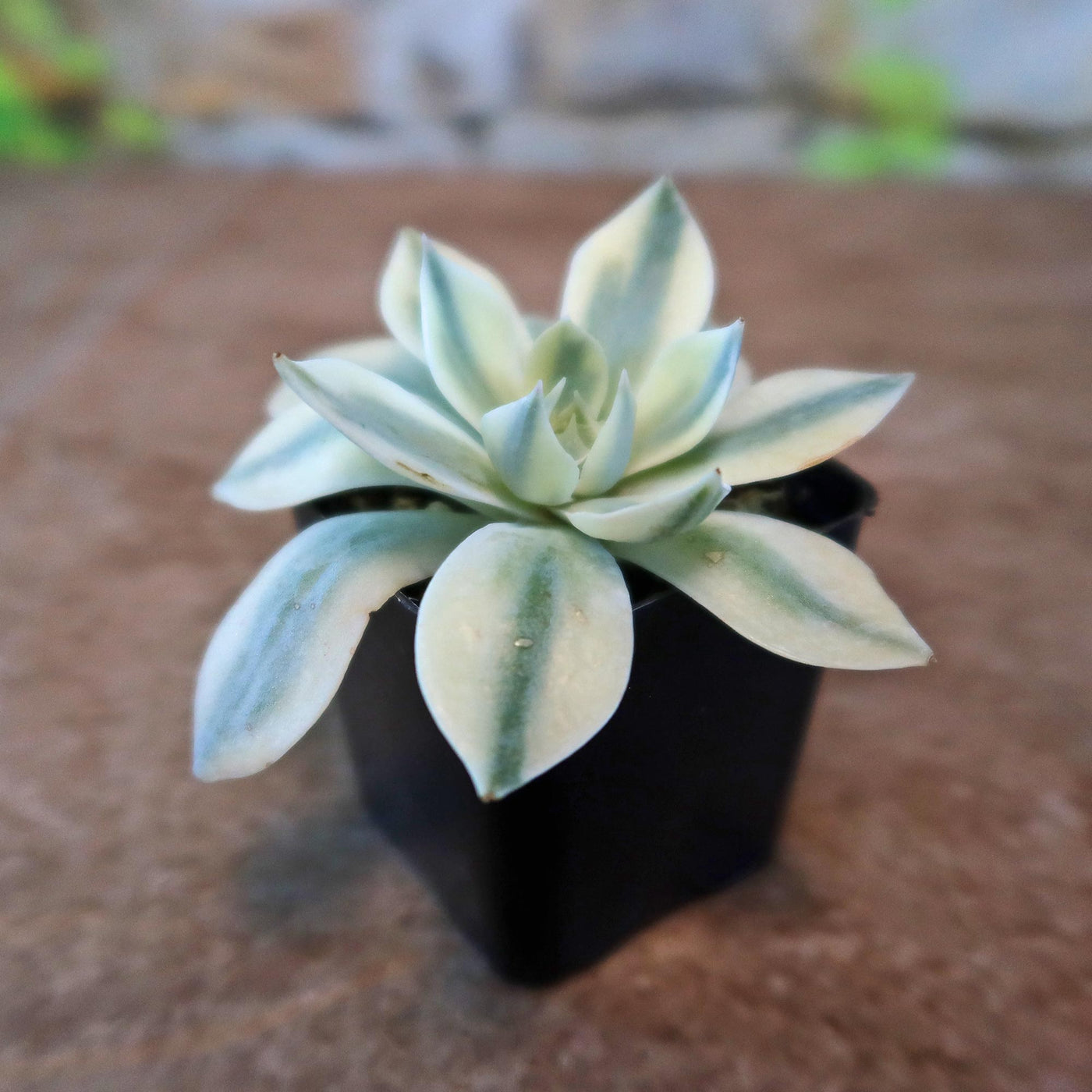 Shop 'Echeveria subsessilis variegata' For Care & Info | Planet Desert