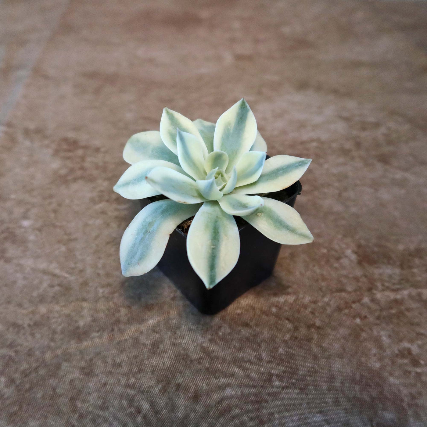 Shop 'Echeveria subsessilis variegata' For Care & Info | Planet Desert