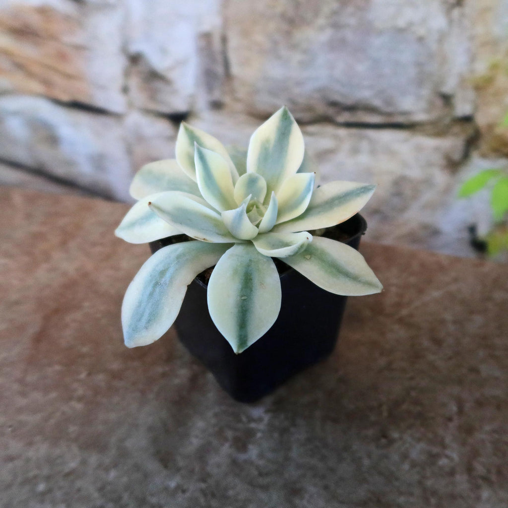Echeveria subsessilis variegata