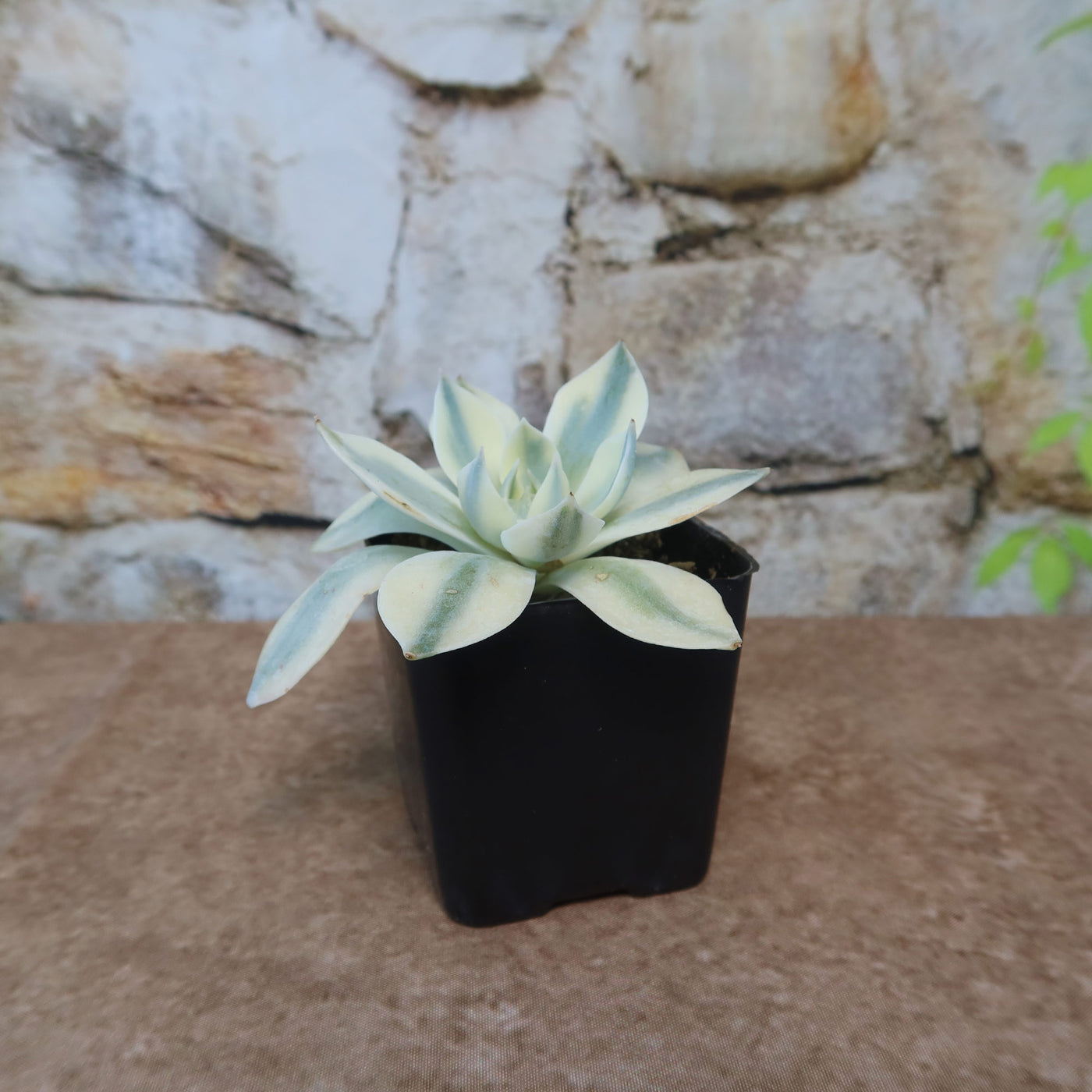 洋書 ECHEVERIA CULTIVARS 図鑑 Echeveria 'Deren-Oliver' Crested 2