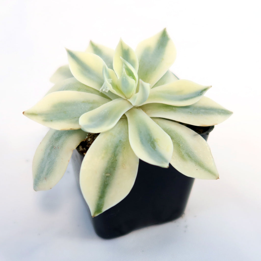 Echeveria subsessilis variegata