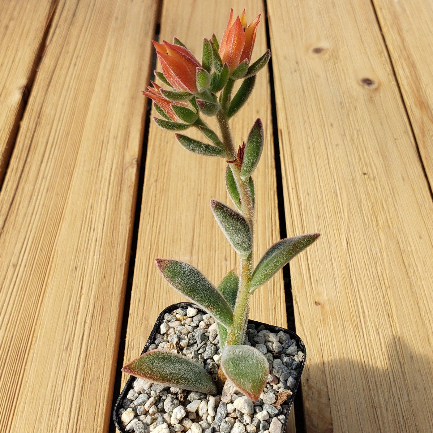 ruby slippers succulent care Shop 'Echeveria harmsii – Ruby Slipper Succulent' Care and Info