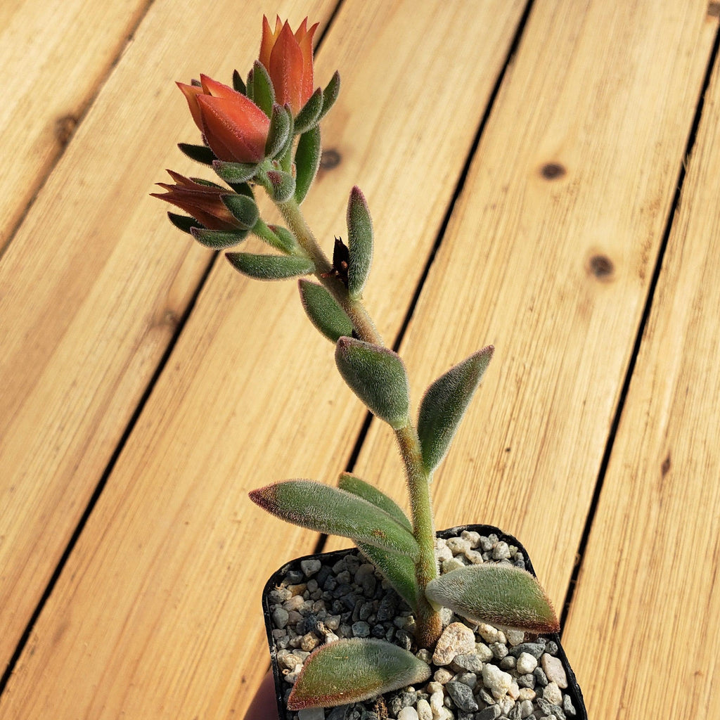 Ruby Slipper Succulent ‘Echeveria harmsii’