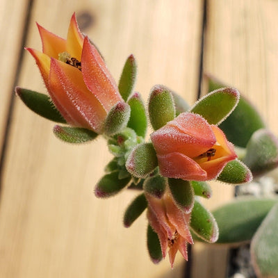 succulent orange Shop 'Echeveria harmsii – Ruby Slipper Succulent' Care and Info