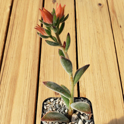 fuzzy red succulent Shop 'Echeveria harmsii – Ruby Slipper Succulent' Care and Info