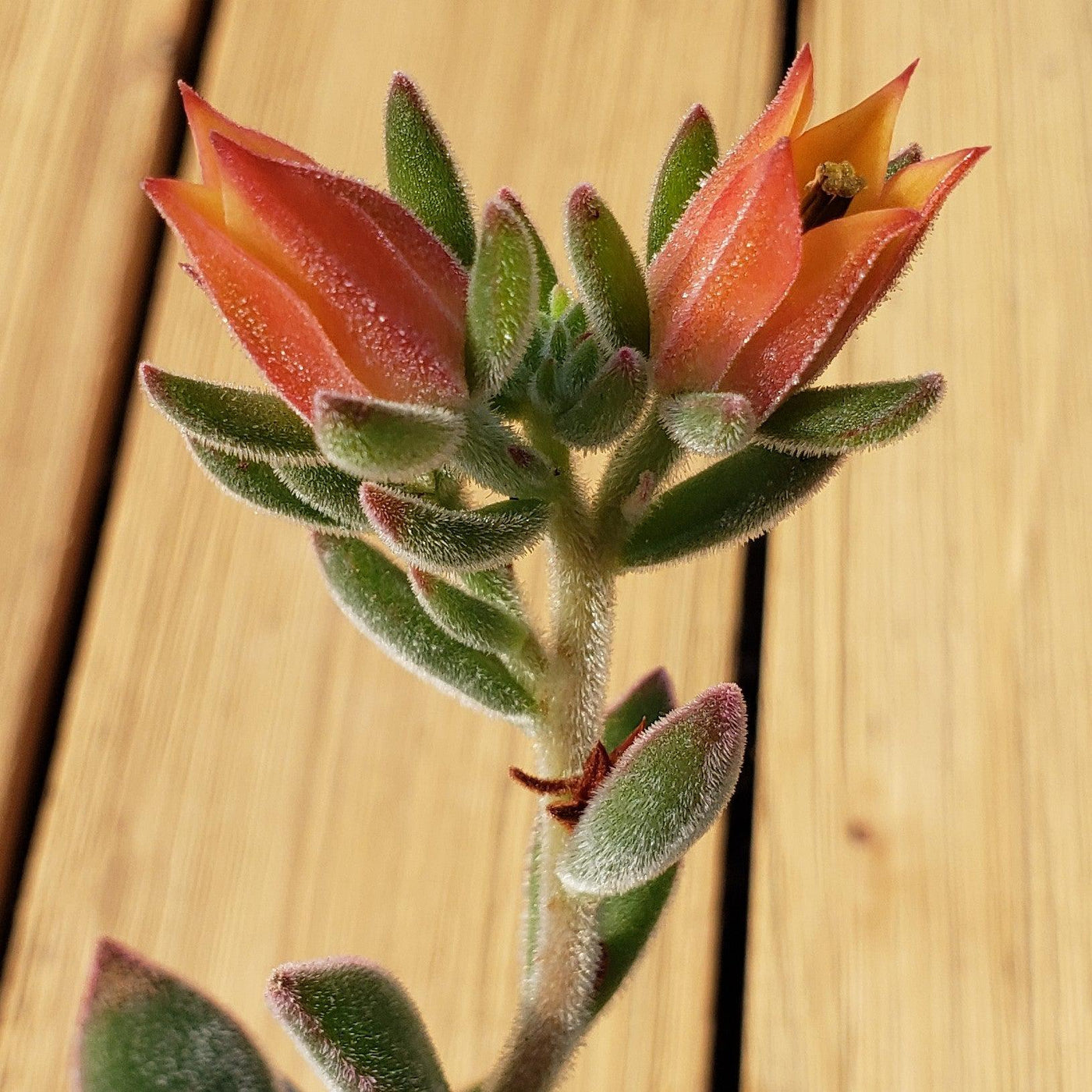 ruby slippers succulent care Shop 'Echeveria harmsii – Ruby Slipper Succulent' Care and Info