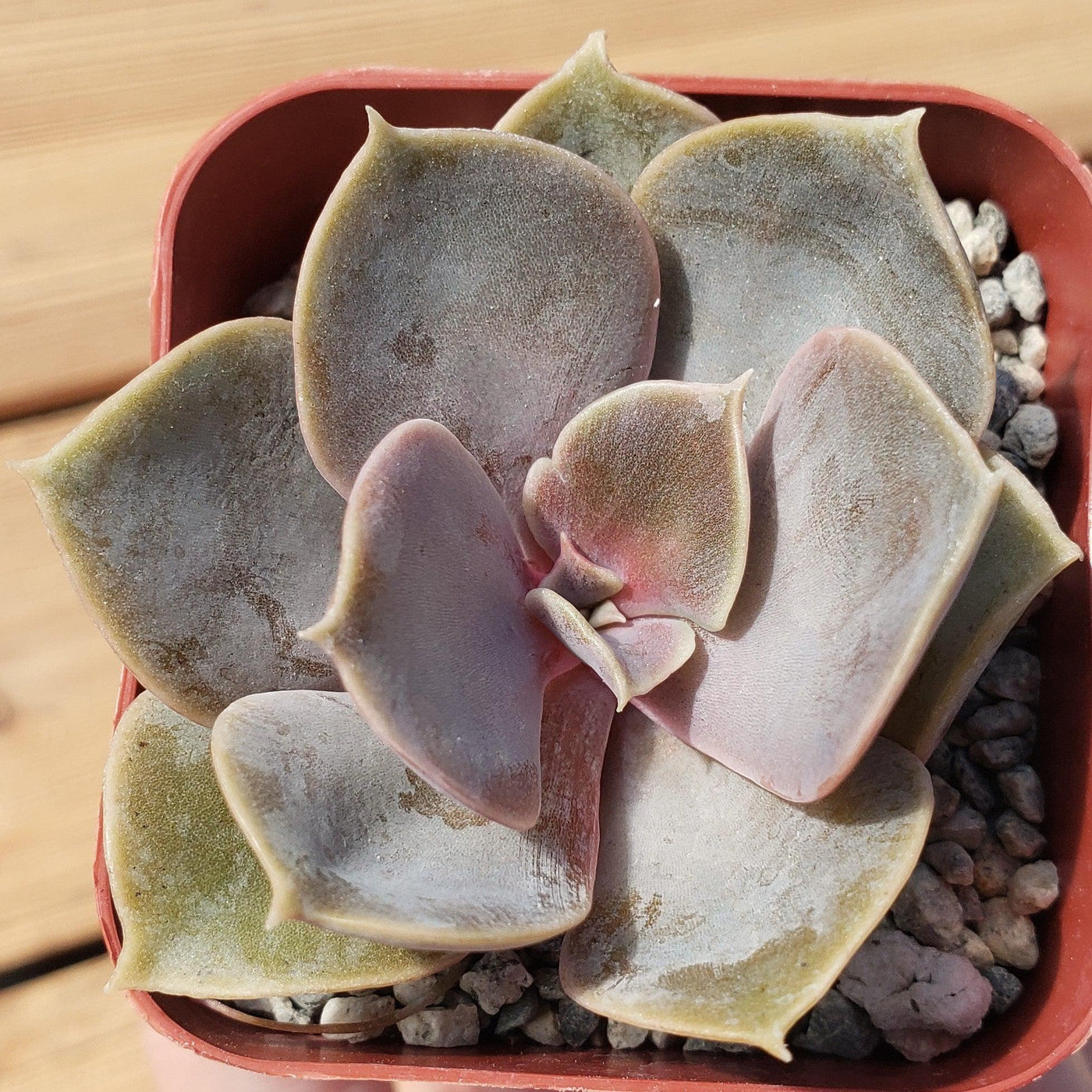nuremberg succulent Buy Echeveria 'Perle Von Nurnberg' Succulent
