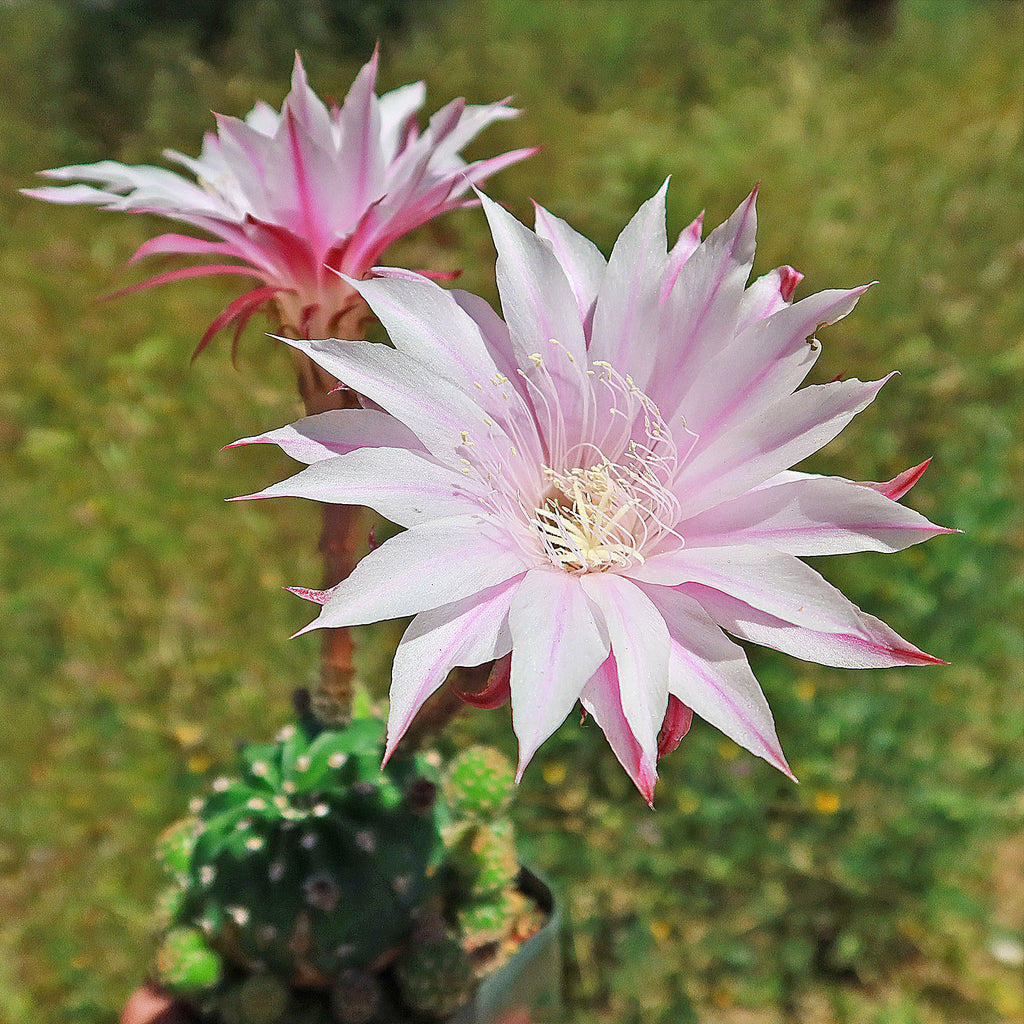 Echinobivia Hybrid Rainbow Bursts