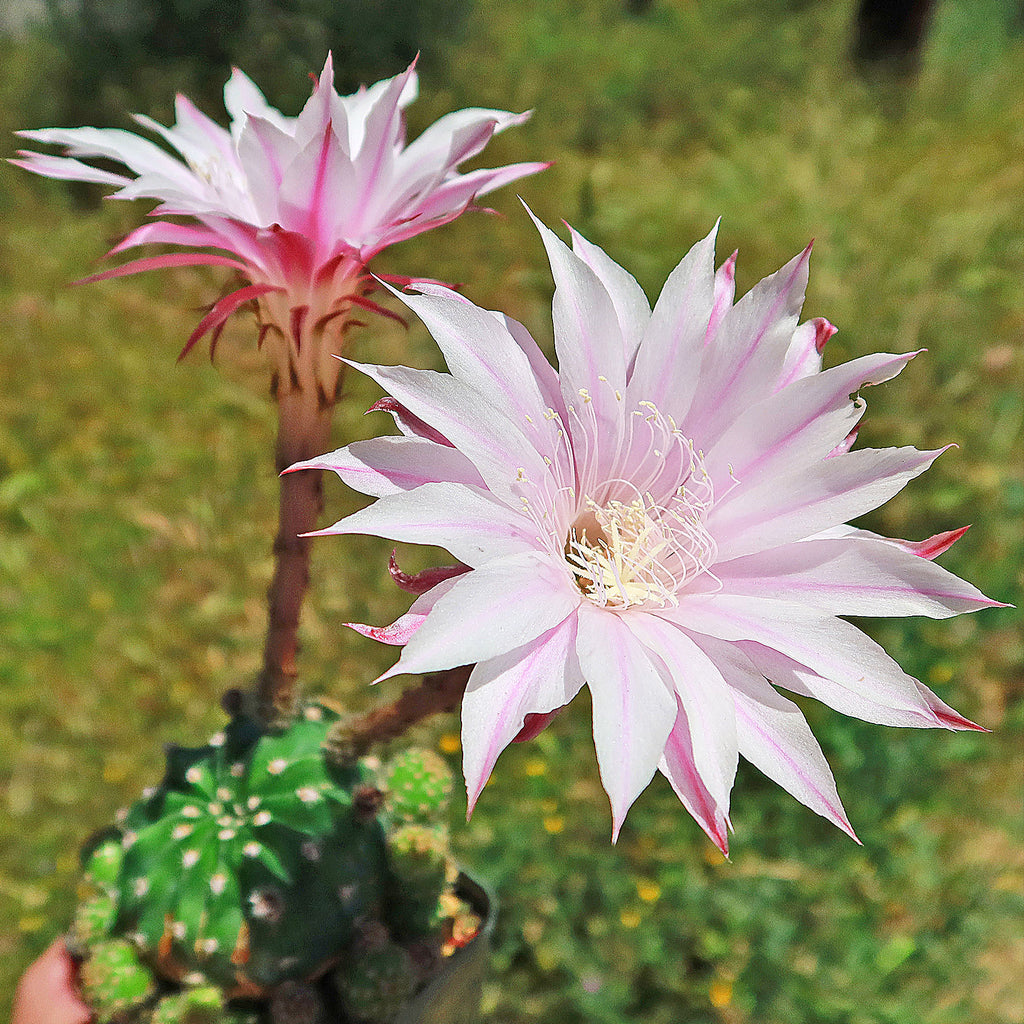 Echinobivia Hybrid Rainbow Bursts