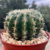 Echinocactus grusonii brevispinus