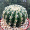 Echinocactus grusonii brevispinus