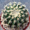 Echinocactus grusonii brevispinus