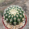 Echinocactus grusonii brevispinus