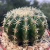 Echinocactus grusonii brevispinus