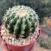 Echinocactus grusonii brevispinus