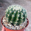 Echinocactus grusonii brevispinus