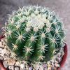 Echinocactus grusonii brevispinus