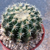 Echinocactus grusonii brevispinus