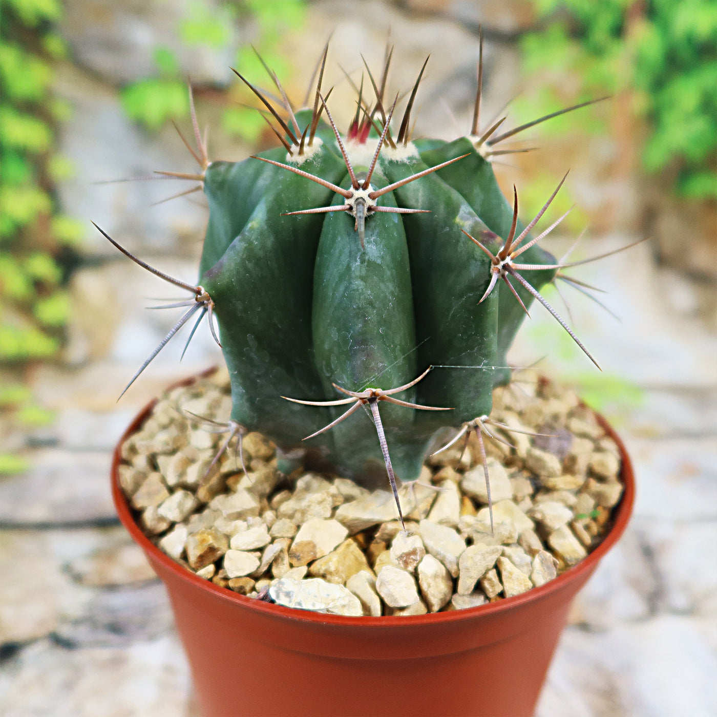 Echinocactus ingens – Planet Desert