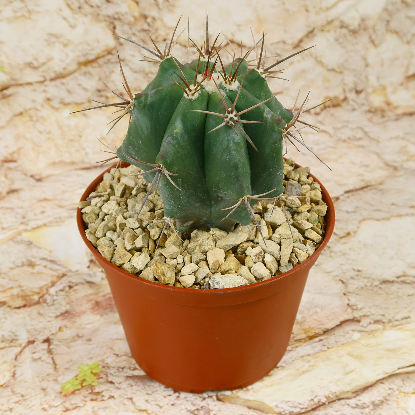 Echinocactus ingens Large Barrel Cactus | Planet Desert
