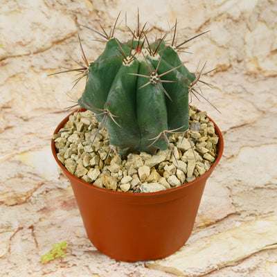 Echinocactus ingens – Planet Desert