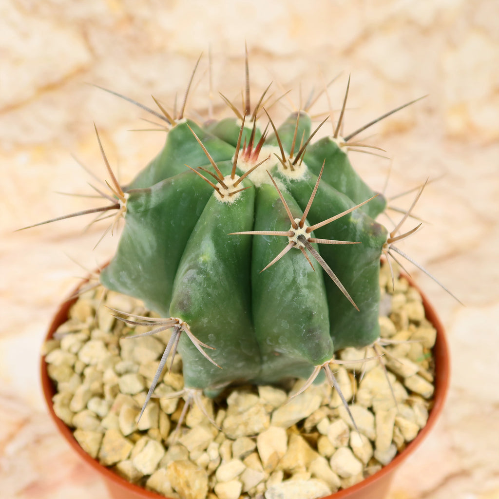 Echinocactus ingens