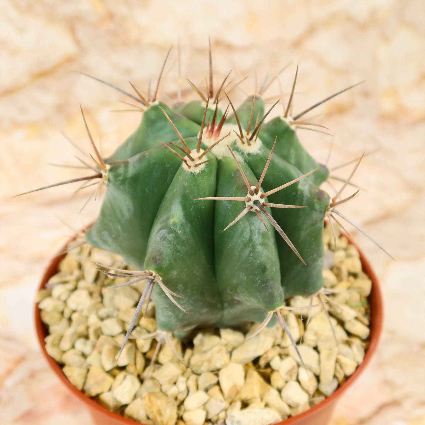 Echinocactus ingens Large Barrel Cactus | Planet Desert